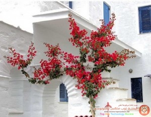 Beautiful-Garden-House-Photos-3