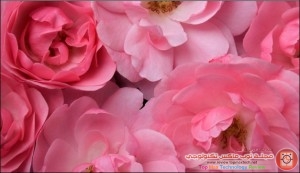 bonica_roses_thumb