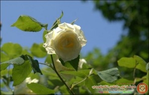 brilliantlightwhiterose_thumb
