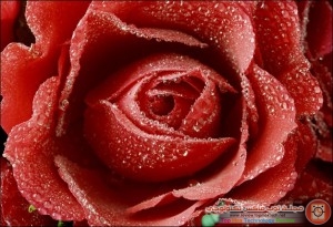 dewy_red_rose_thumb