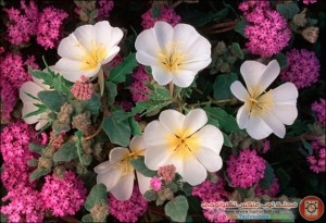 dune_primrose_and_sand_verbenaother_thumb