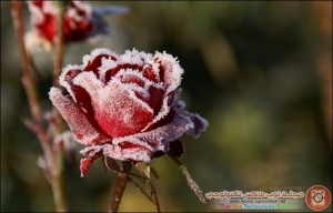 frozen_rose_thumb
