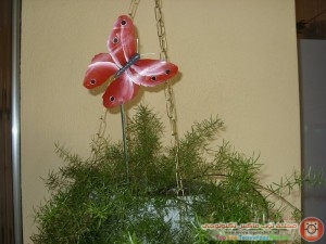 images_iwp1