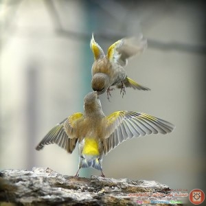 img_1396354462_766