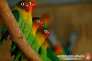 img_1396354463_383