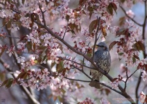 img_1421153774_692