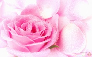 Pink Rose Petals