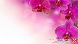 خلفيات-hd-Wallpaper-HD-9