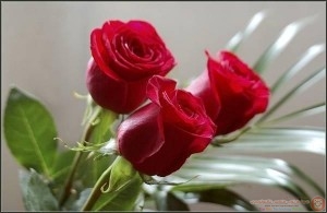 صور_زهور_اجمل_صور_الزهور_
