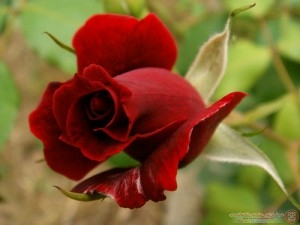صوره_صور_زهور_اجمل_صور_الزهور_j