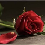 صور ورود طبيعية احلى ورود طبيعية ورود طبيعية بالصور