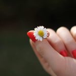 صور زهور