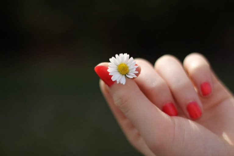 صور زهور