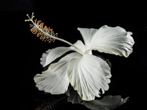 صور زهور