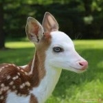 صور غزال روعه 