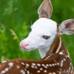 صور غزال روعه 