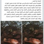 الحنيد والمندي من المطبخ اليمني 