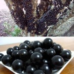 صور شجرة العنب البرازيلي Jabuticaba وفوائدها الرهيبة لعلاج الأمراض الخطيرة والمستعصية