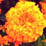 صور ورد