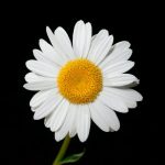 صور ورد