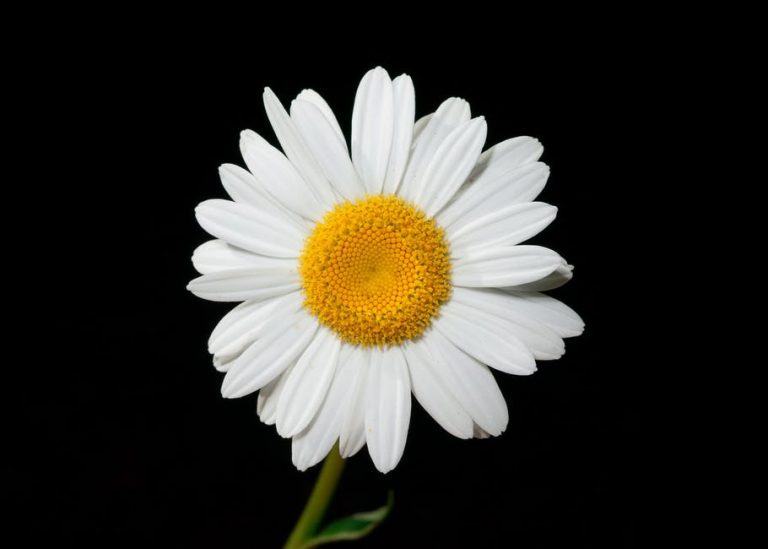 صور ورد