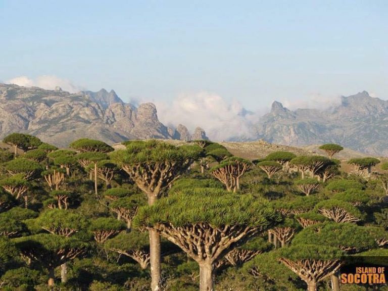 صور لجزيرة #سقطرى اليمنية اجمل بقاع الأرض سبحانك يارب، 