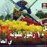 أفضل زهور ملونة وجميلة في العالم .