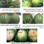 معلومات قيمه تهمك