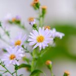اجمل ورد طبيعي في العالم