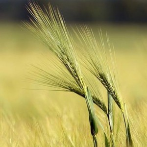 السعاده( الاخذ والعطاء  )