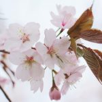 صور طبيعه ورد