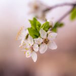 صور طبيعه ورد