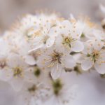 صور طبيعه ورد