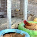 لهواة تربية الدواجن لمحبي تربيه الدجاج 