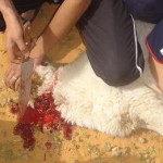 طريقة ذبح الأضحية بالصور