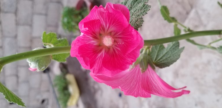 الخطمي و فوائده الغذائية و الطبية