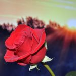 باقات ورد جميلة