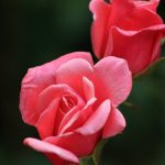 احلى ورد