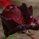 صور ورد طبيعي روعه2017 , ورد جوري تحفه وعليها قطرات الندىWard