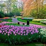 حديقة من الورود الطبيعية