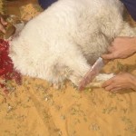 طريقة ذبح الأضحية بالصور
