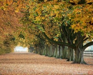 صورومناضرطبيعية من الطبيعه
