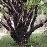 صور شجرة العنب البرازيلي Jabuticaba وفوائدها الرهيبة لعلاج الأمراض الخطيرة والمستعصية
