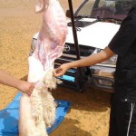 طريقة ذبح الأضحية بالصور