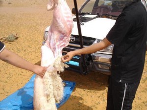 طريقة ذبح الأضحية بالصور