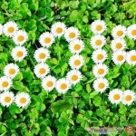 خلفيآت HD طبيعة  2015