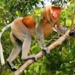 صور طبيعية ومناظر طبيعية للحيوانات