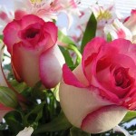 صور ورود طبيعية احلى ورود طبيعية ورود طبيعية بالصور