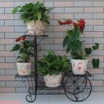 طرق لزراعه الاشجار بالمنزل  باشكال روعه 
