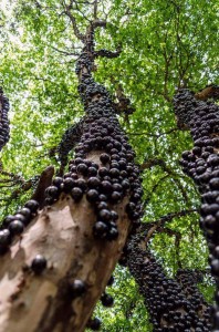 صور شجرة العنب البرازيلي Jabuticaba وفوائدها الرهيبة لعلاج الأمراض الخطيرة والمستعصية